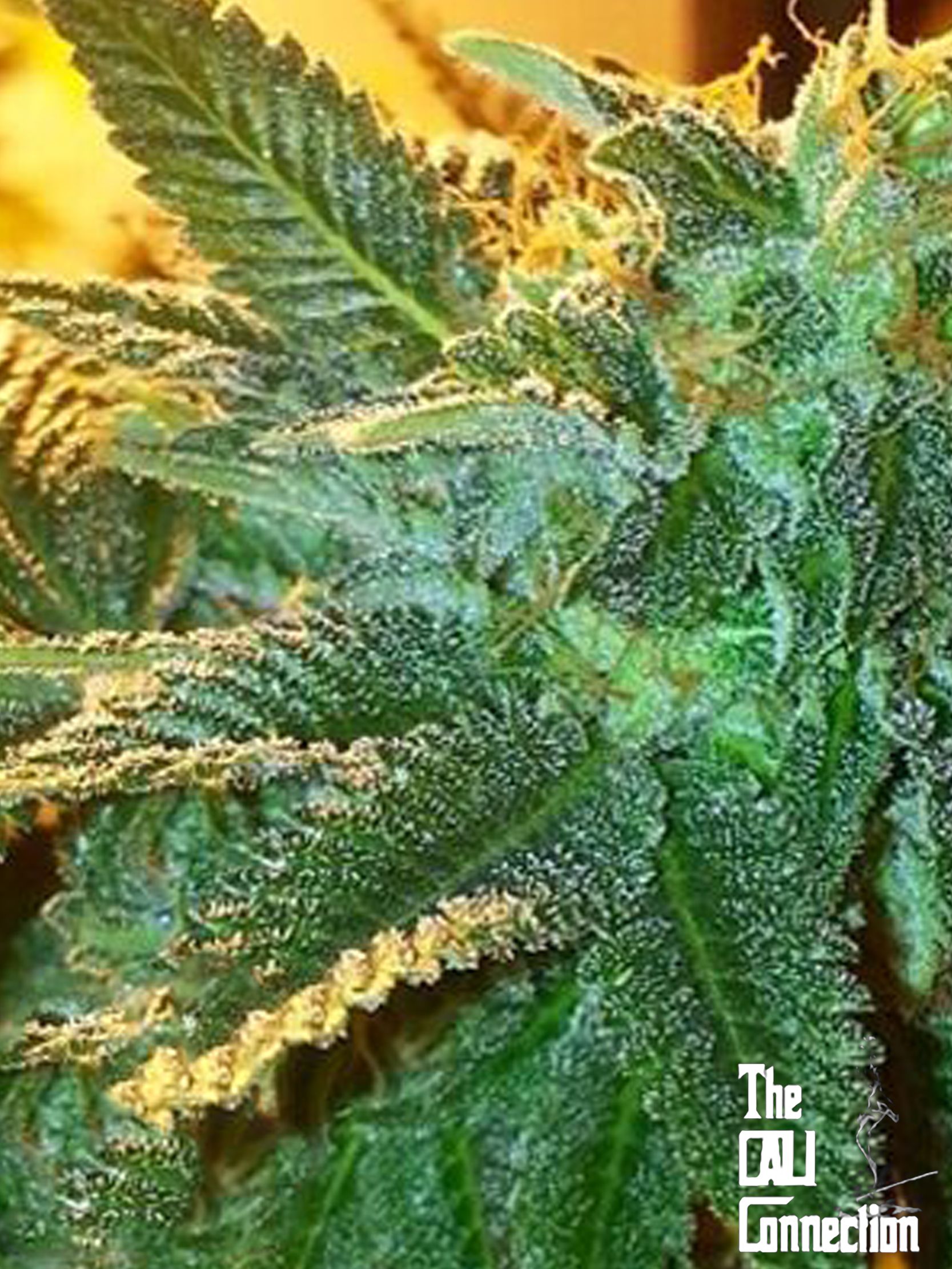 Alien OG — Cannabis Seeds | The Cali Connection
