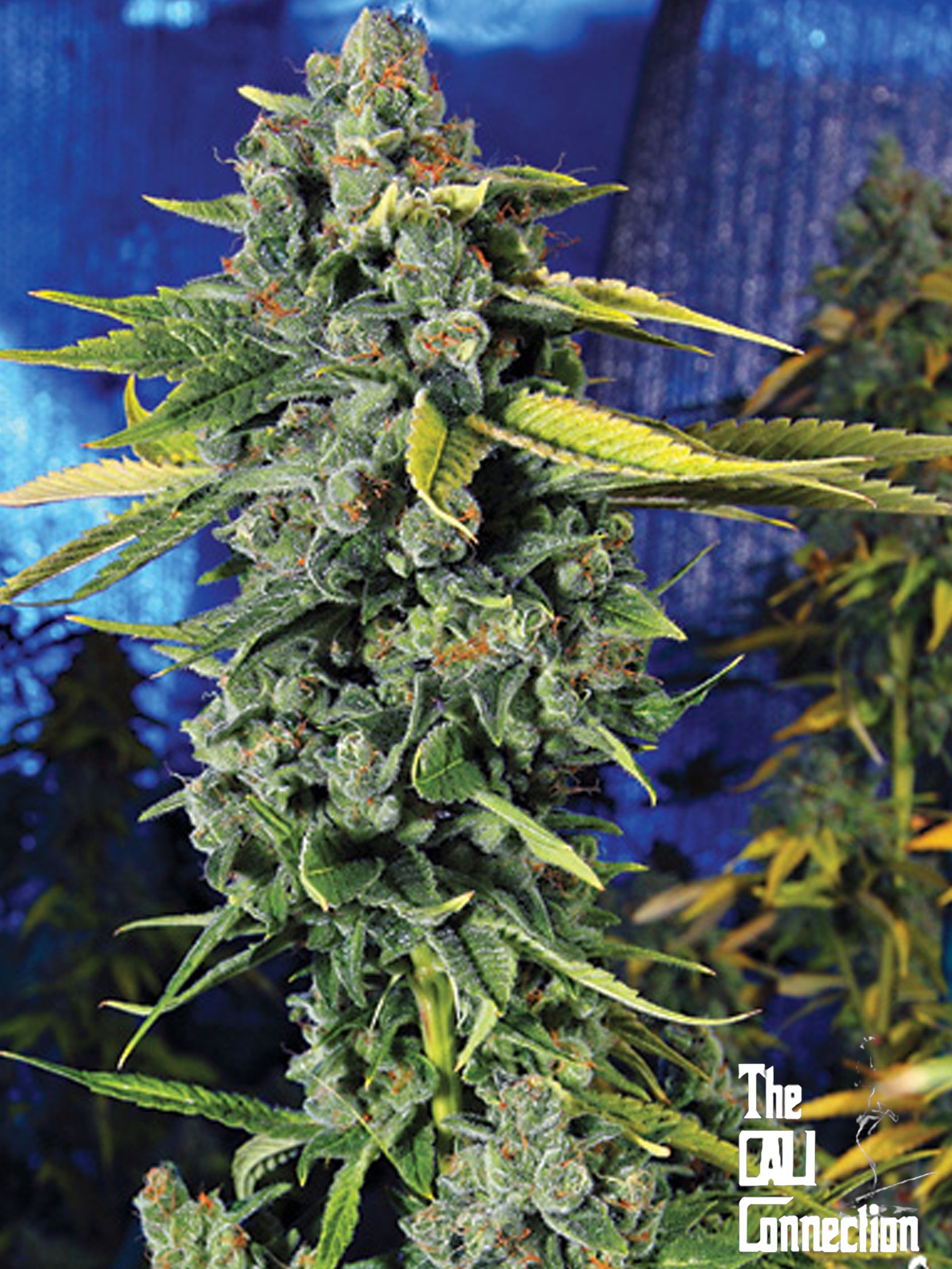 Blue Dream Haze  Cannabis Seeds | The Cali Connection