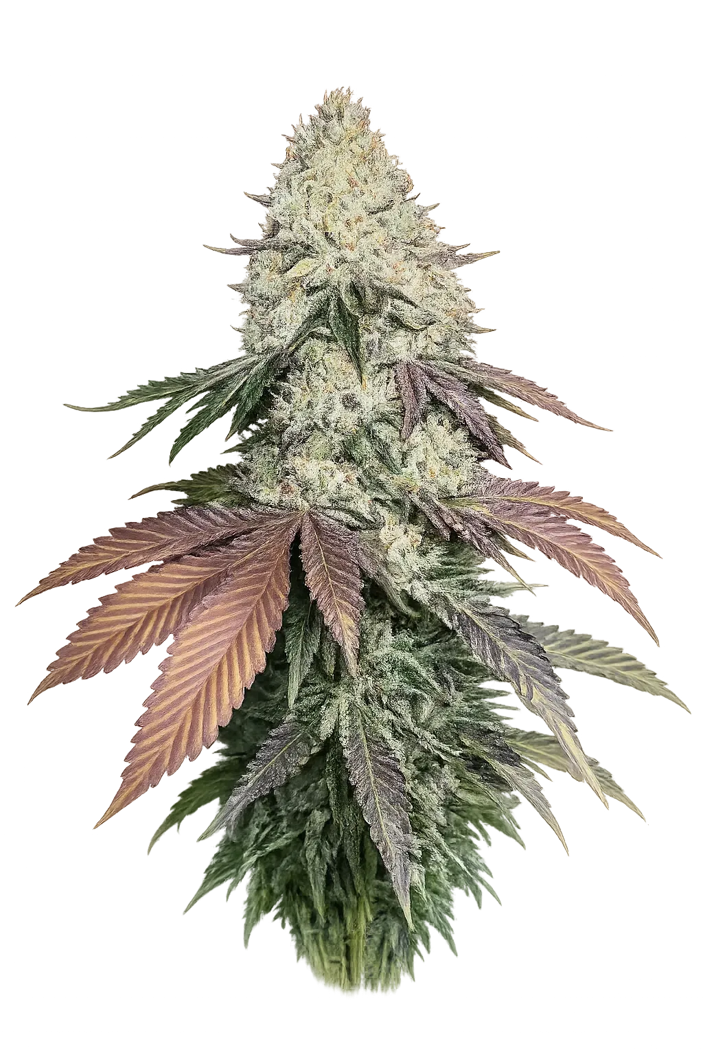 Girls Scout Cookies — Cannabis Seeds | The Cali Connection