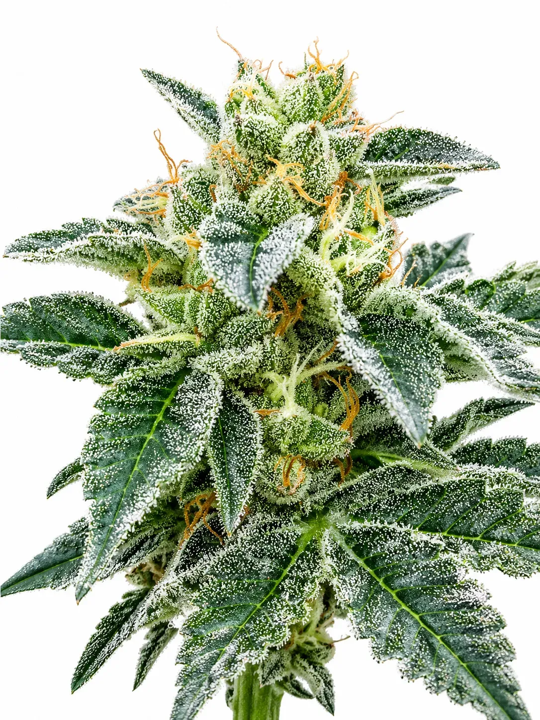 Grape Kush — Cannabis Seeds | The Cali Connection