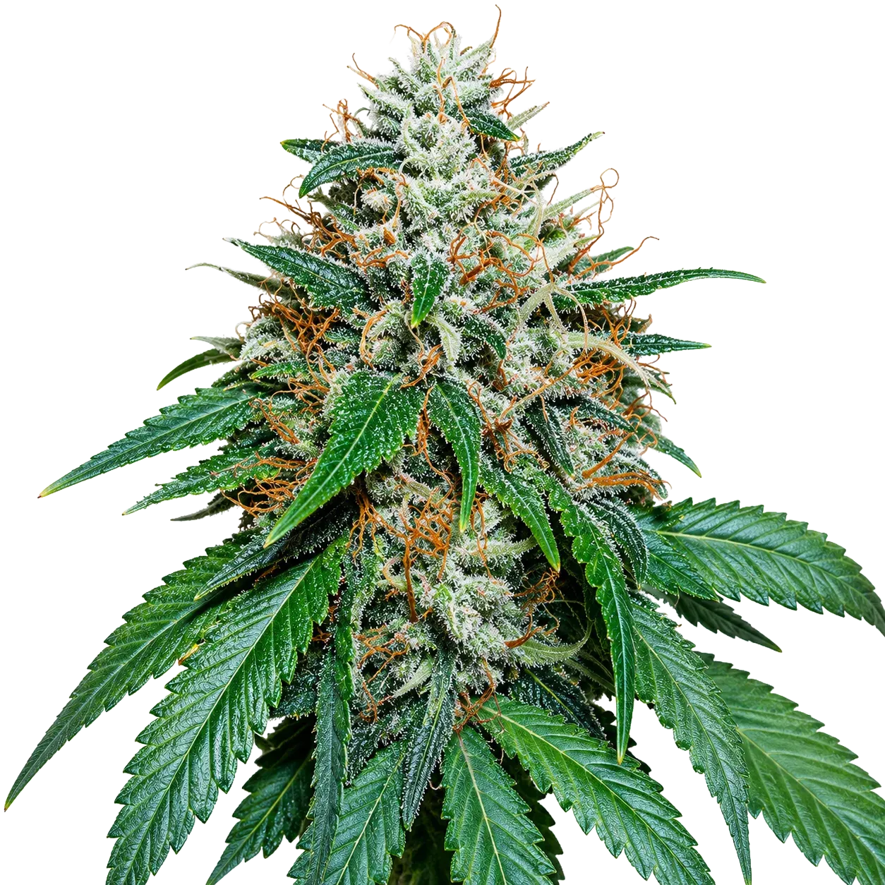 Grape Kush — Cannabis Seeds | The Cali Connection