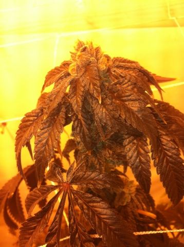 Louis XIII OG — Cannabis Seeds | The Cali Connection