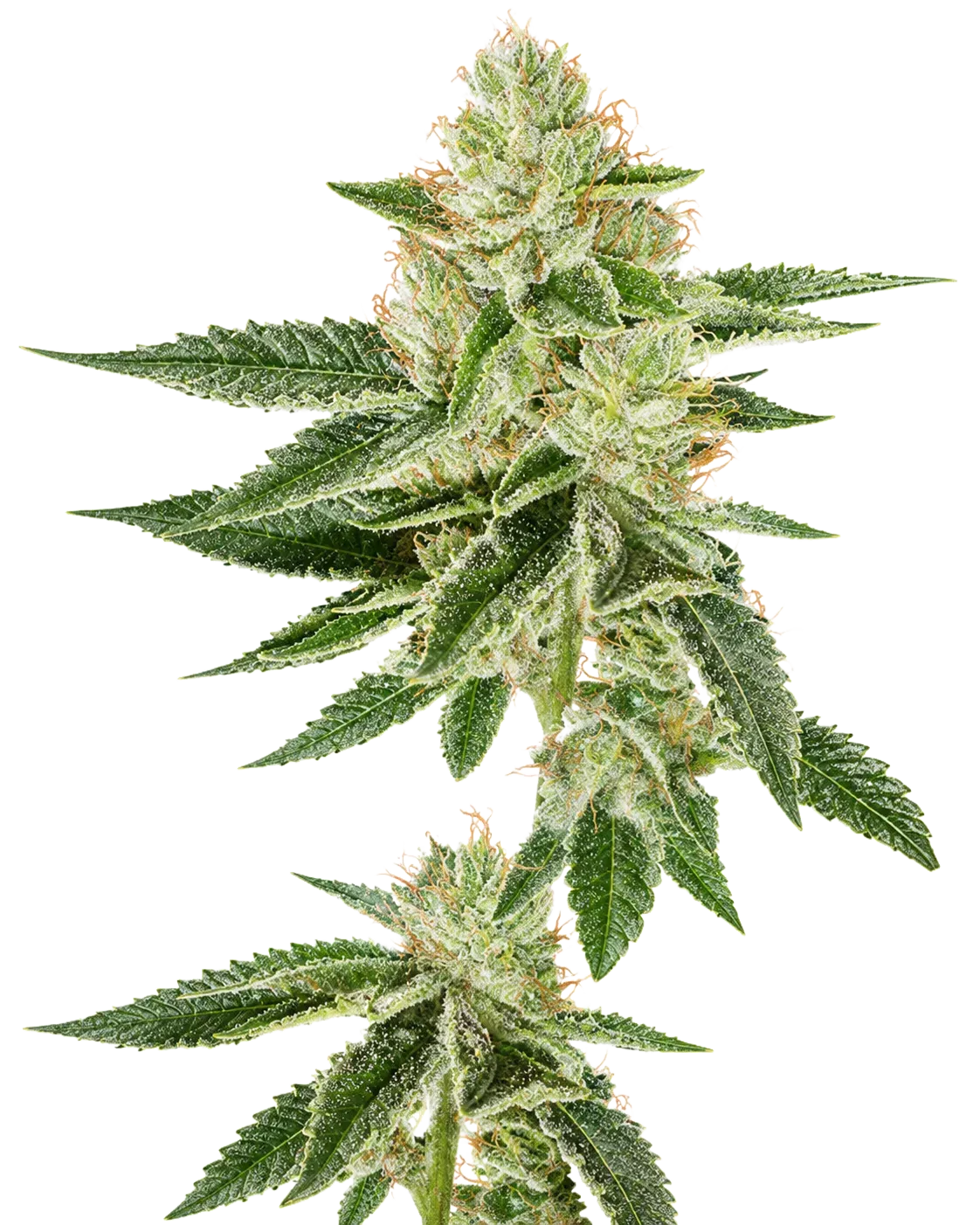 Louis XIII OG — Cannabis Seeds | The Cali Connection