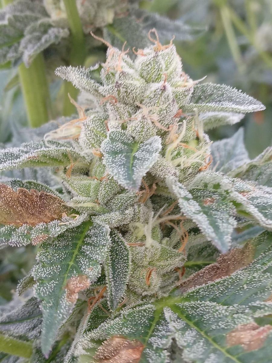 Grape Kush — Cannabis Seeds | The Cali Connection